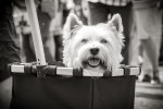 querformat-fotografie - Achim Katzberg - Street - Dogs - Shoping is so cooool, isn't it???