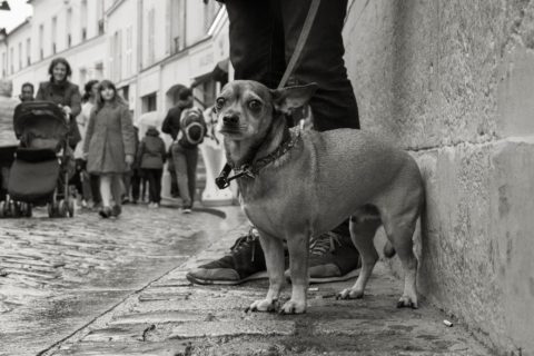 querformat-fotografie - Achim Katzberg - querformat-fotografie_Orte_Streets_of_Paris_2017-027